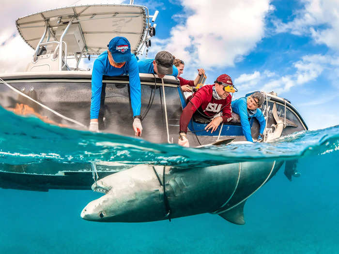 Tanya Houppermans photographed scientists conducting an ultrasound on a pregnant tiger shark in the Bahamas.