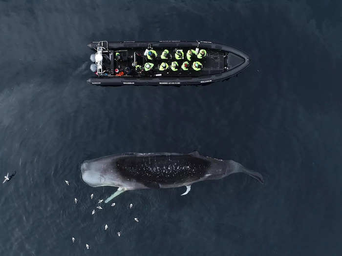 A whale-watching boat encountered a dead sperm whale in a moment captured by Seán O