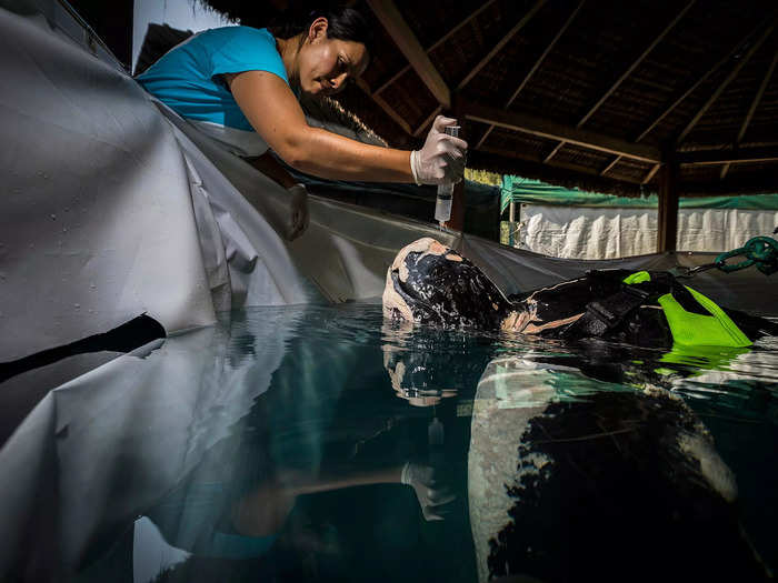 João Rodrigues visited a rehabilitation center in Portugal where a leatherback turtle was nursed back to health.