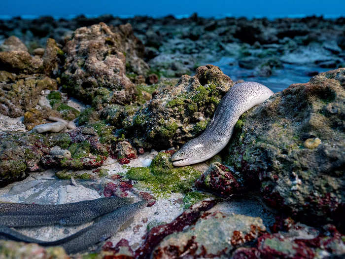 Shane Gross spotted peppered moray eels searching for food at low tide on D