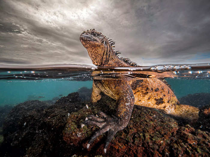 Marine iguanas, like the one Rafael Fernandez Caballero photographed in the Galápagos Islands, can hold their breath for up to an hour.