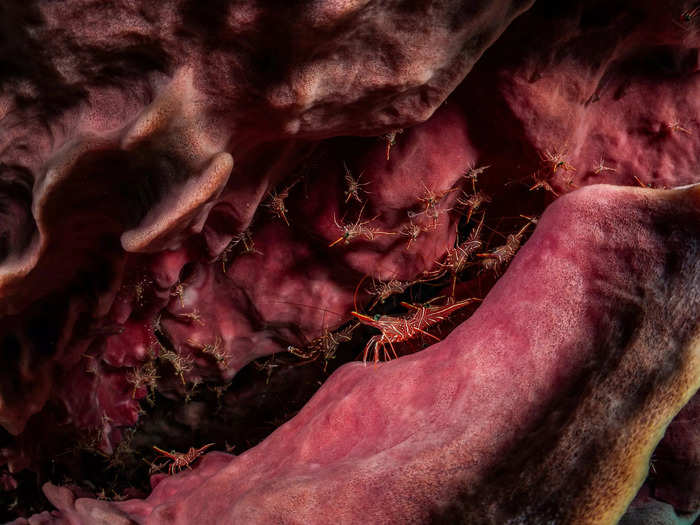 Nataya Chonecadeedumrongkul provided a glimpse inside a hingebeak shrimp colony in the hollow of a barrel sponge in Koh Haa, Thailand.