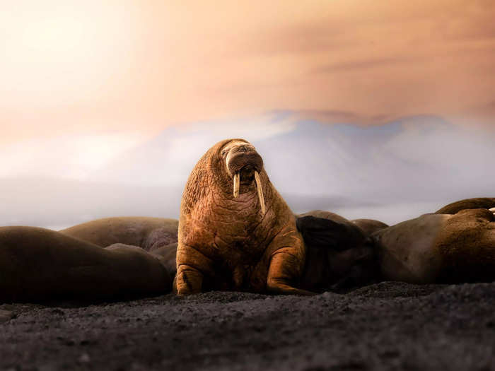 Walruses rest on the beach in the Arctic Circle in this photo taken by Michael Haluwana.