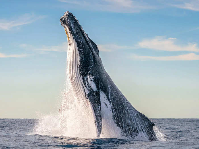 Clayton Harris caught the moment a humpback whale emerged from the ocean in New South Wales, Australia.