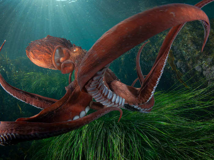 Andrey Shpatak photographed a Pacific octopus swimming in Russia.