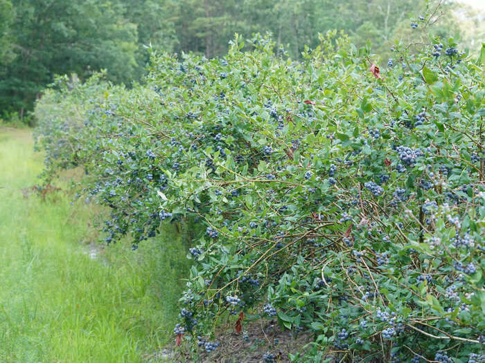 New Jersey officially became the "Garden State" in 1954.