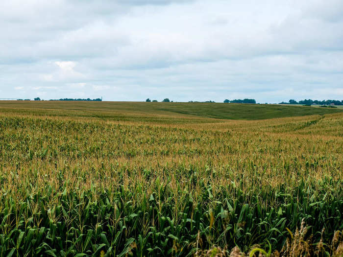 Nebraska is a major producer of several corn varieties, hence its nickname, the "Cornhusker State."