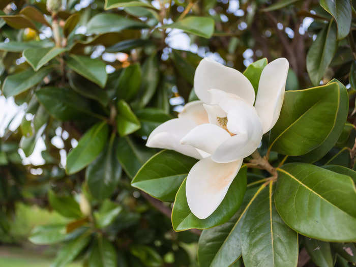 Mississippi is known as the "Magnolia State."