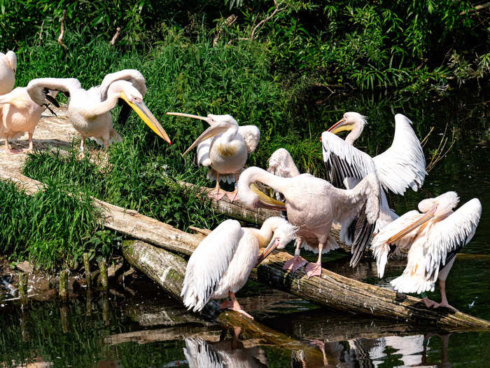 Louisiana is known as the "Pelican State."