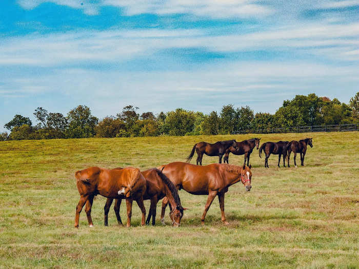 Kentucky is the "Bluegrass State."