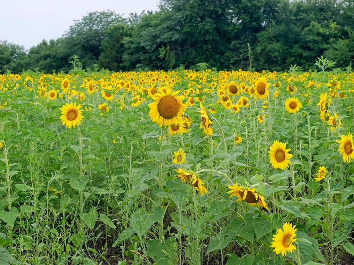 Kansas is the "Sunflower State."