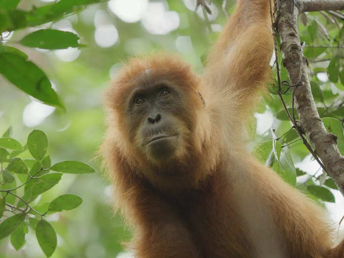 Nature lovers will appreciate "Secret Lives of Orangutans."