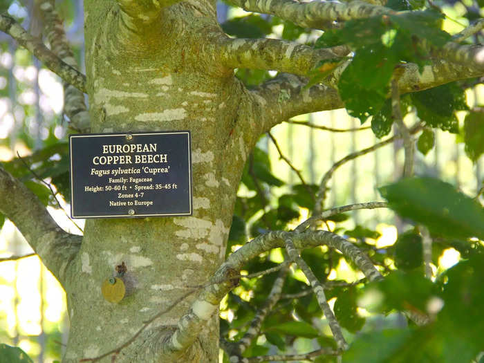 European copper beech trees dotted the property in another nod to the European palaces that inspired the design of Marble House.