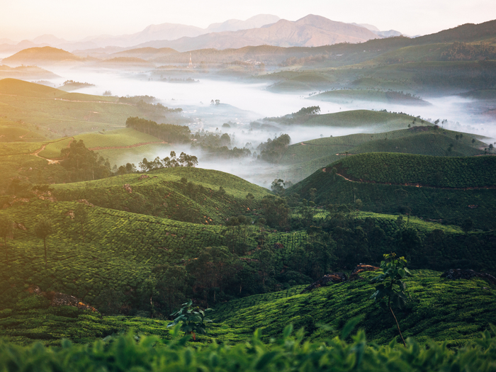 Munnar, Kerala