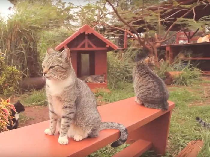 Included in his purchase of the island was the Lana’i Animal Rescue Center, which is reportedly home to about 400 feral cats.