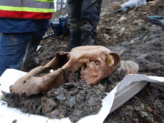 The bones lead to fascinating discoveries, too, like piecing together the history of horses across the planet.