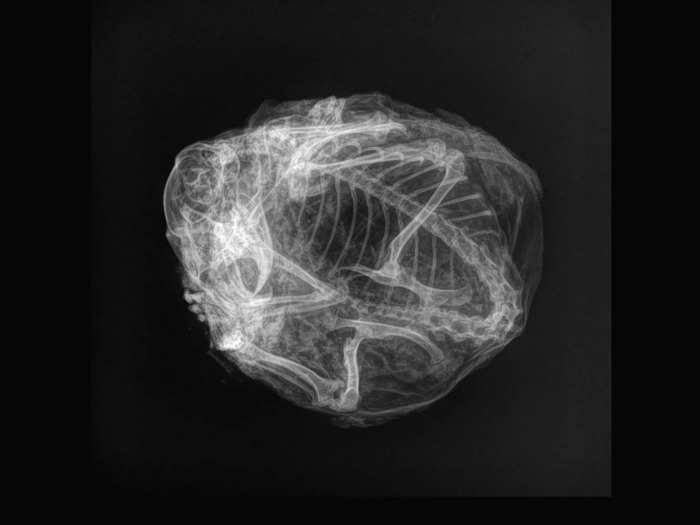 X-ray scanning revealed that the grapefruit-sized lump was a mummified, curled-up ground squirrel from 30,000 years ago.