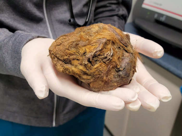 Some findings are at first even more mysterious than Zhùr, like this mangled ball of fur and claws.