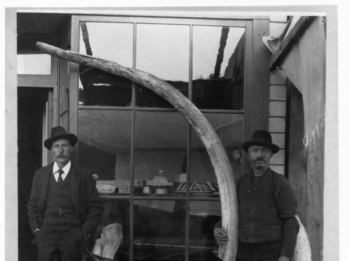 As early as the 1890s, during the Klondike Gold Rush, miners were unearthing mammoth skulls and tusks.