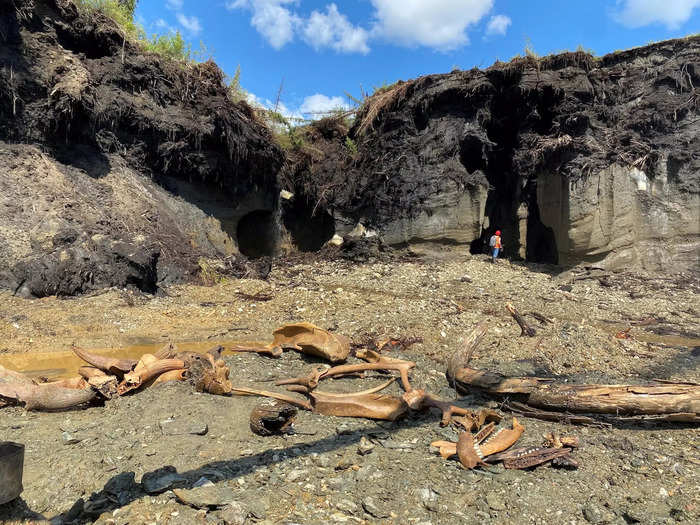 Gold miners dig through a frozen layer of soil called permafrost, where some animals have been preserved since the Ice Age.