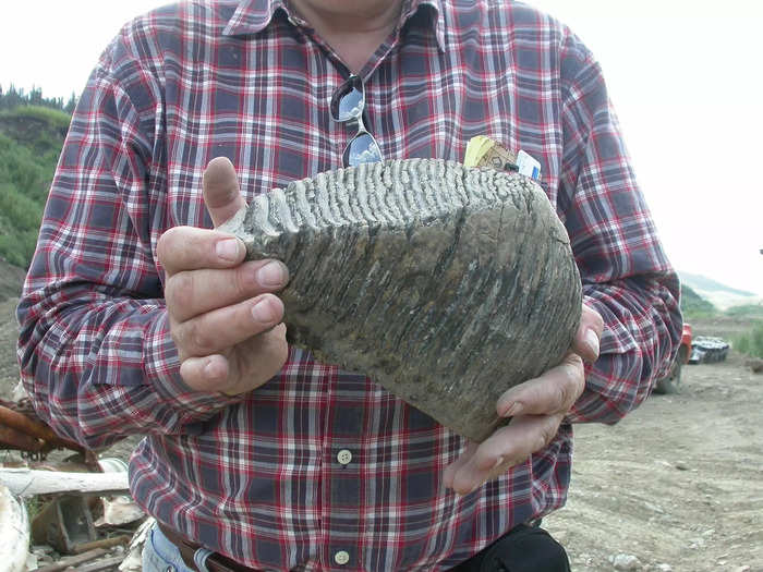 In the Yukon gold fields, miners are making major paleontology discoveries.