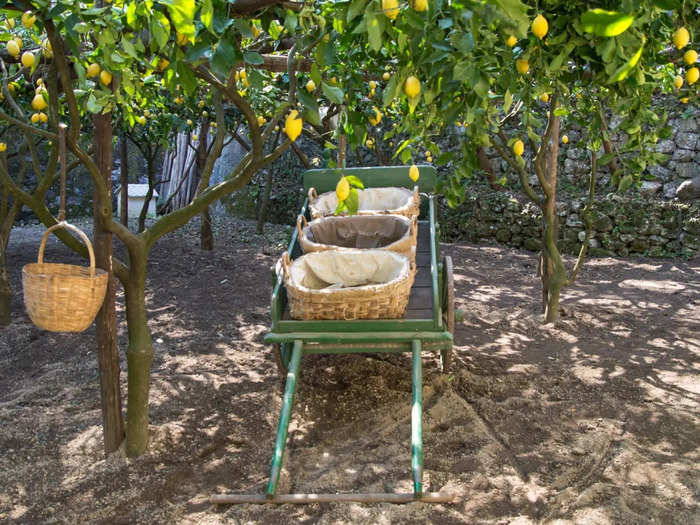 Skip the Instagram-famous lemon sorbet and see a real Amalfi lemon farm.