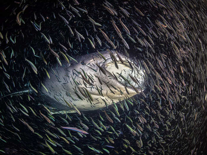 The Female Fifty Fathoms Award celebrating women in ocean photography went to Ipah Uid Lynn.