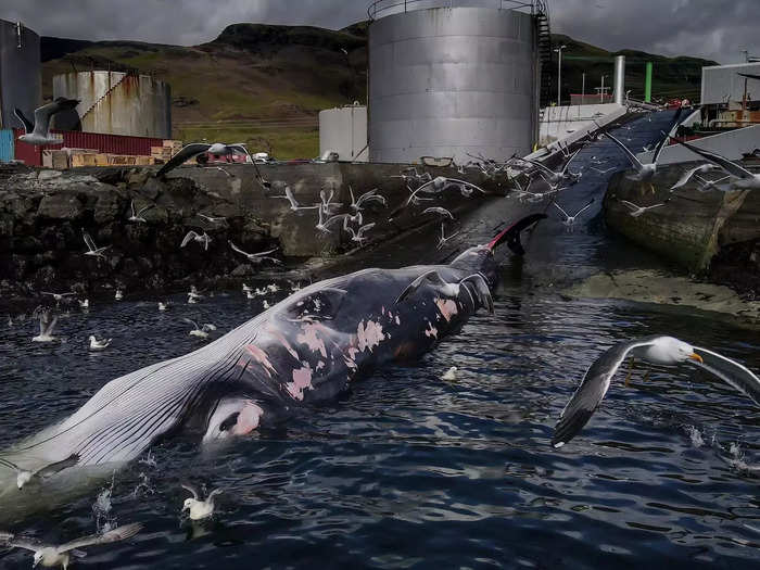 Frederik Brogaard captured a sobering image of a whaling plant in Iceland, winning first place in the Conservation — Impact category.