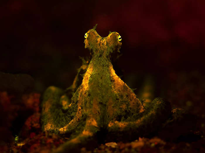 Julian Jacobs won first place in the Young Photographer category with a photo of a moray eel.