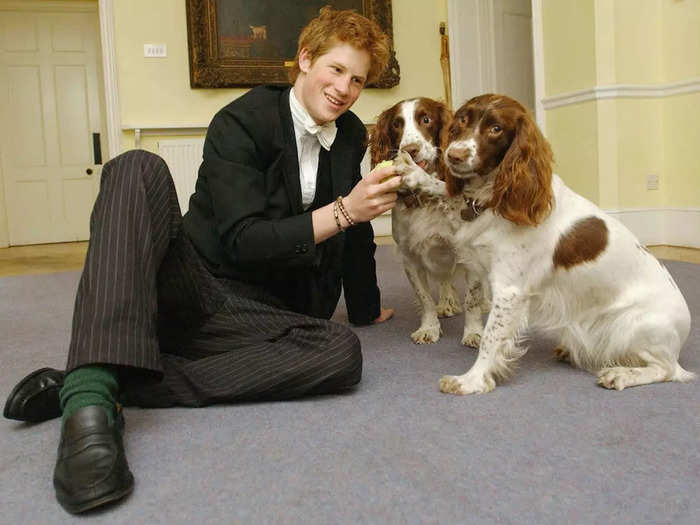 Harry played with Rosie and Jenny, the dogs owned by Andrew Gailey — the housemaster of the Manor House — in March 2003 at Eton.