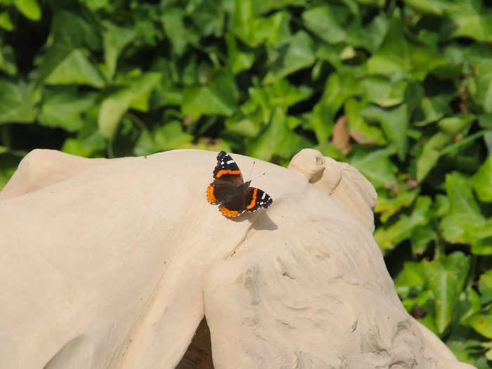 I noticed numerous butterflies as I walked around the grounds, likely attracted by the sweet floral smell of the property