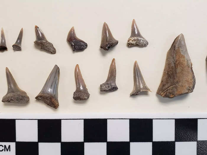 The oldest fossils from 8.9 million years ago included megalodon teeth.