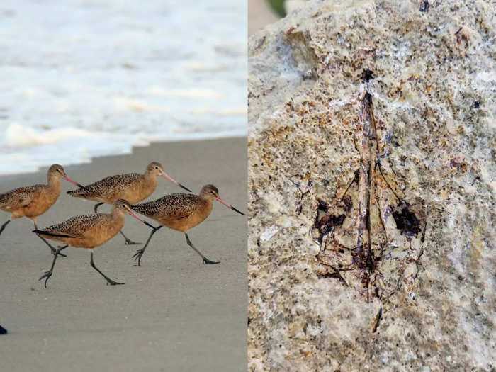 The skull of a sandpiper bird changed everything.