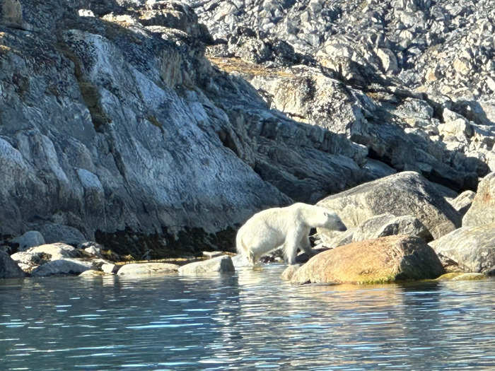 We silently watched polar bears so as not to disturb them