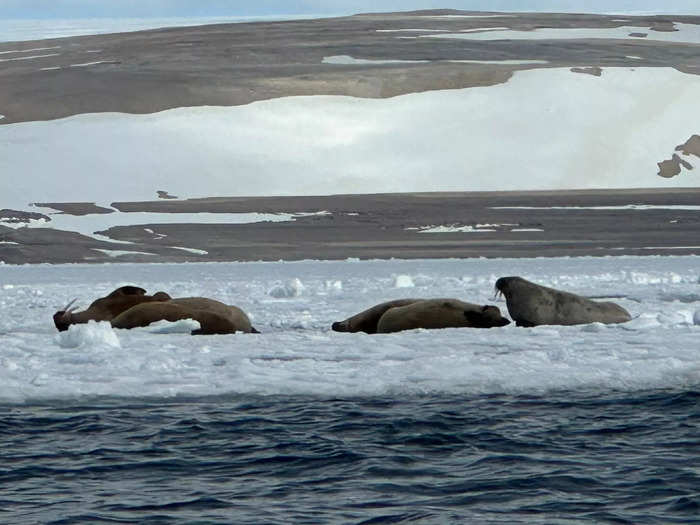 We saw walruses sunning