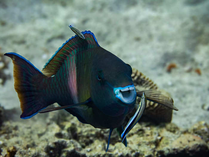 "Parrotfish Likes To Be Washed" by Wim Bellemans