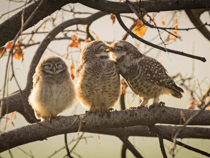 "Smooching Owlets" by Sarthak Ranganadhan