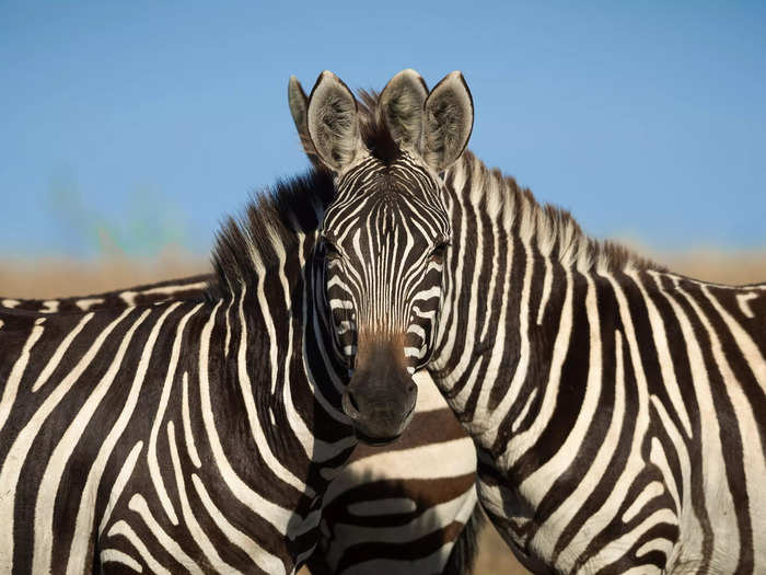 "Wait...Which Zebra Is In Front?" by Sarosh lodhi