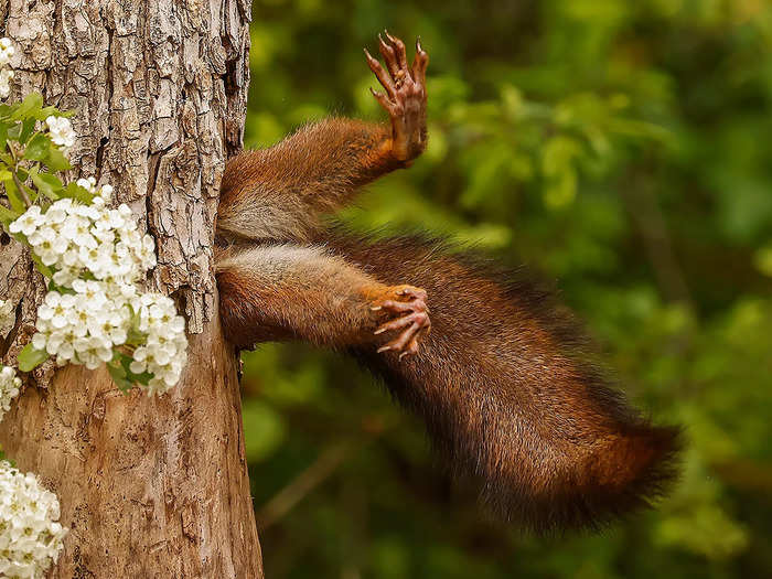 "Stuck Squirrel" by Milko Marchetti