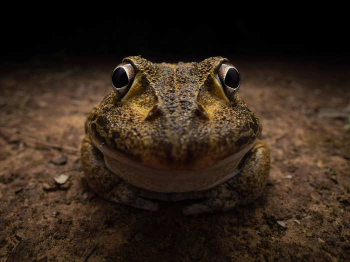 "Awkward Smiley Frog" by Kingston Tam