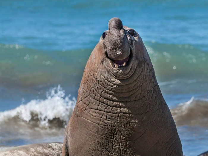 "Smiley Elephant Seal" by Gabriel Rojo