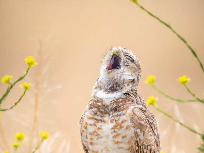 "The Pavarotti of Owls" by Fred Amico