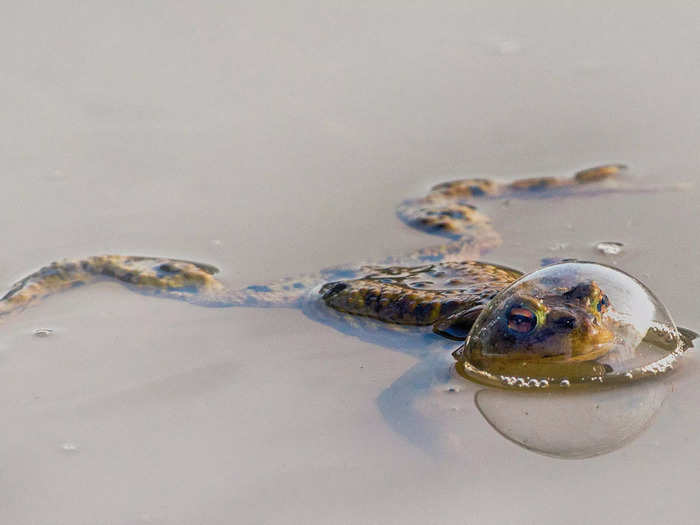 "Frog in a Balloon" by Eberhard Ehmke