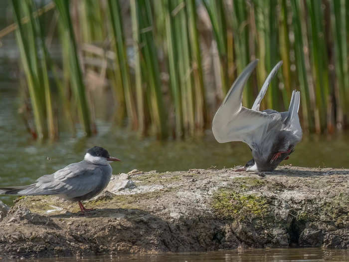 "Whiskered Tern Crash Landing" by Damyan Petkov