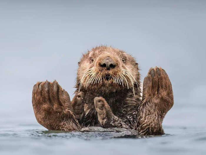 "Otter Guru" by Charles Janson