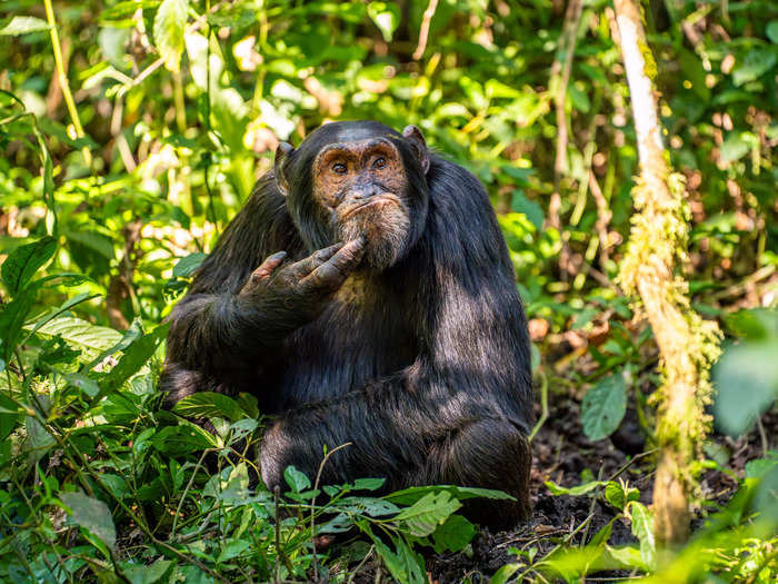 "The Contemplative Chimpanzee" by Arvind Mohandas