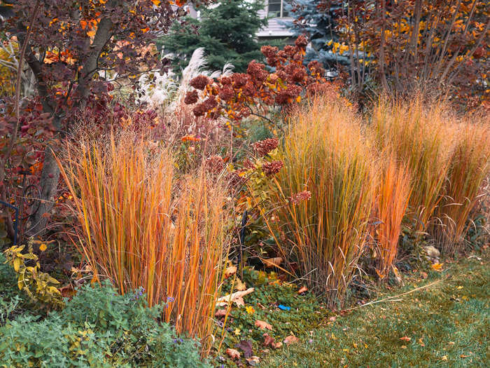 Drought-resistant plants are trending.