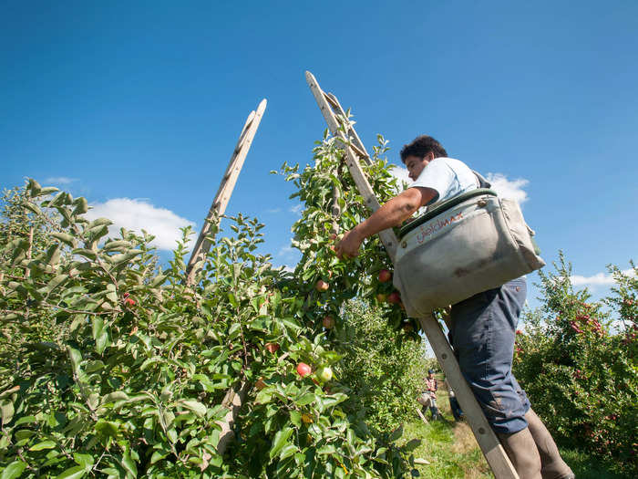 Pennsylvania visitors and locals can pick crisp apples at some of the country