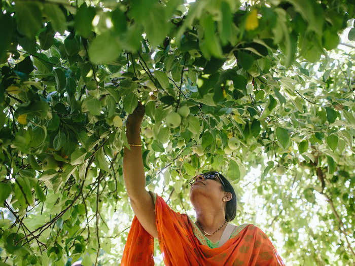 In Maine, orchard visitors can pick apples until late October.