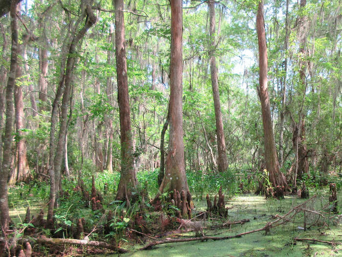 LOUISIANA: The Grunch